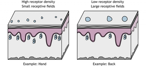Receptor density illustration