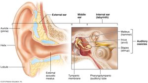 Anatomy of the external, middle, and internal ear