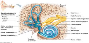 Cochlea and spiral organ