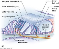 Mechanism of hearing