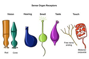 Sense organ receptors for vision, hearing, smell, taste, and touch