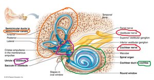 Inner ear equilibrium structures