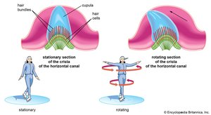 Mechanism of equilibrium sensation