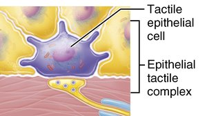Tactile epithelial cell and complex
