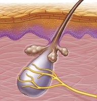 Hair follicle receptor