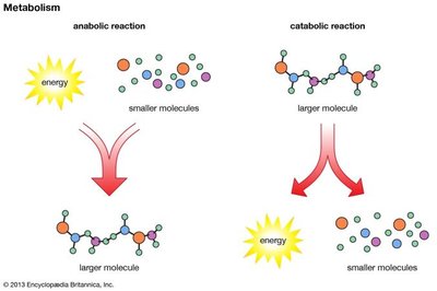 Anabolic and catabolic reactions in metabolism