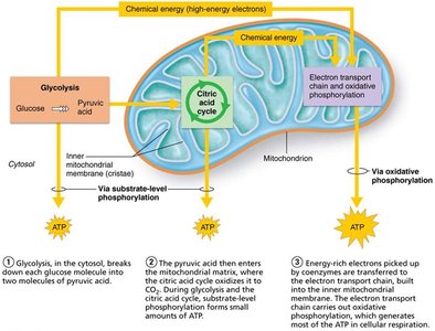 Glucose catabolism: glycolysis, citric acid cycle, and electron transport chain