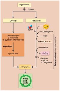 Lipid metabolism: breakdown of triglycerides, beta oxidation, and citric acid cycle