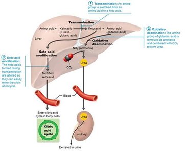Protein metabolism: transamination, deamination, and urea cycle