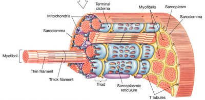Muscle fiber anatomy with labeled structures