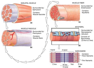 Levels of skeletal muscle organization