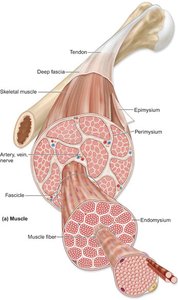 Connective tissue layers of skeletal muscle