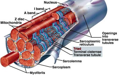 Muscle fiber anatomy with triad and sarcoplasmic reticulum