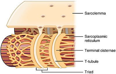 Myofibril structure within muscle fiber