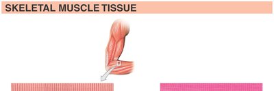Skeletal muscle tissue structure and micrograph