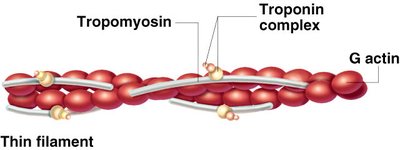 Thick and thin filament structure