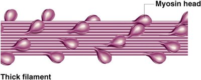 Sarcomere structure with labeled bands and lines