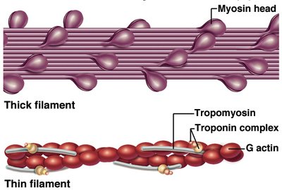 Contractile and regulatory proteins of the sarcomere
