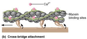 Cross-bridge attachment during muscle contraction