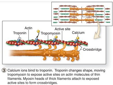 Calcium binding to troponin and cross-bridge formation
