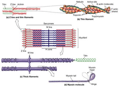 Sarcomere with M line and Z line
