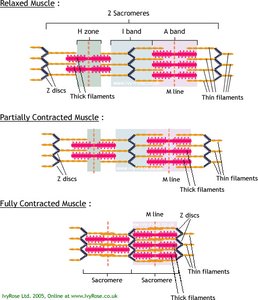 Sliding filament theory: relaxed, partially contracted, and fully contracted muscle