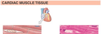Cardiac muscle tissue structure and micrograph