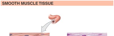 Smooth muscle tissue structure and micrograph
