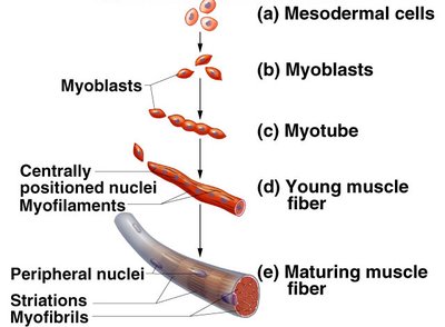 Muscle development from mesodermal cells to mature muscle fiber