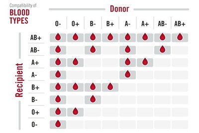 Blood type compatibility chart