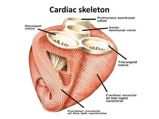 Diagram of the cardiac skeleton showing its structural support.