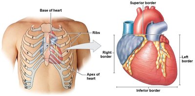 Orientation of the heart in the thoracic cavity and its borders.