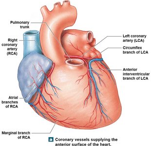 Coronary vessels supplying the anterior surface of the heart.
