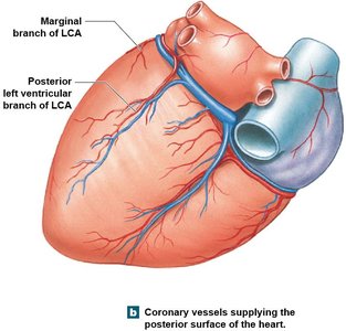 Coronary vessels supplying the posterior surface of the heart.
