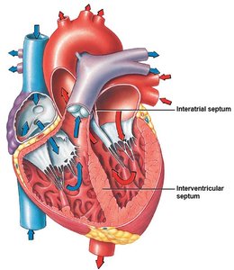 Internal anatomy of the heart showing septa and valves.