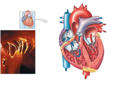Sectional anatomy of the heart showing papillary muscles and chordae tendineae.