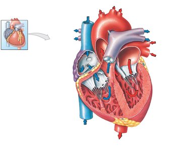 Sectional anatomy of the heart showing the moderator band and trabeculae carneae.