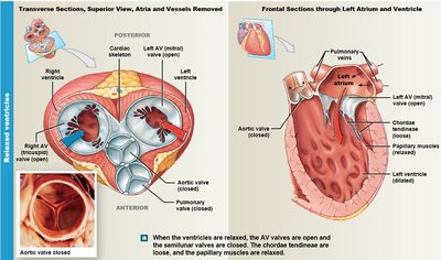 Transverse and frontal sections of the heart showing valve positions during relaxation.