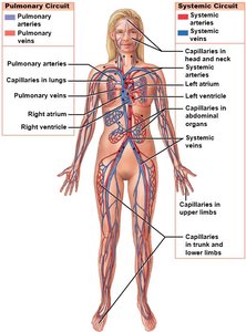 Diagram of the pulmonary and systemic circuits in the human body.