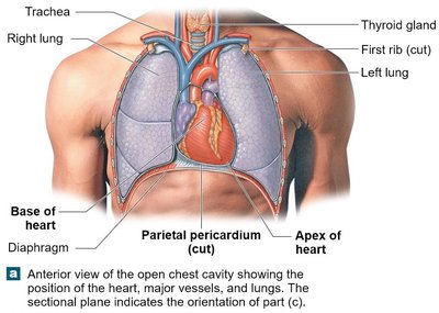 Anterior view of the open chest cavity showing the position of the heart, major vessels, and lungs.