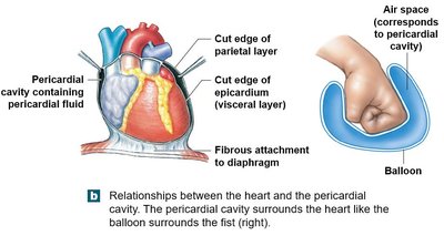 Relationships between the heart and the pericardial cavity.