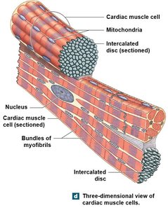 Three-dimensional view of cardiac muscle cells and intercalated discs.