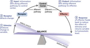 Feedback system balance diagram