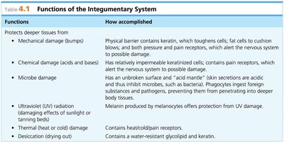Table of Functions of the Integumentary System