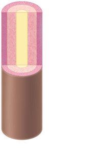 Cross section of hair showing cuticle, cortex, and medulla