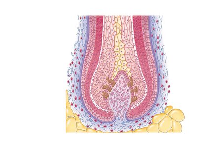 Cross section of hair bulb showing growth zone and supporting structures