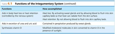 Table of Functions of the Integumentary System (continued)