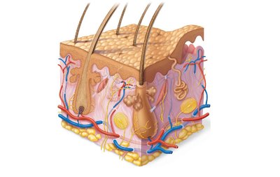 Diagram of skin structure showing epidermis, dermis, hypodermis, and appendages