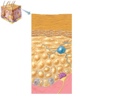 Main structural features of the epidermis