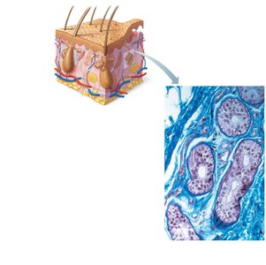 Photomicrograph of a sectioned eccrine gland